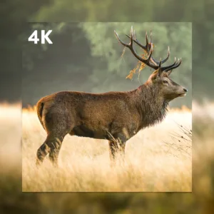 PNI 550C Wildcamera 4G Live